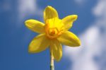 Daffodil Stock Photo