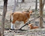 Young Banteng Stock Photo