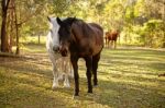 Horses In The Paddock Stock Photo