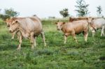 Country Cows Stock Photo