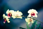 Close Up Of Yellow Orchids Flower Stock Photo