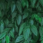 Dark Green Leaves And Background From Green Leaves Stock Photo