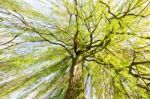 Sprouting Willow Tree In Spring Season Stock Photo