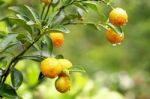 Orange Hanging On A Tree Stock Photo