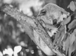 Koala In A Eucalyptus Tree. Black And White Stock Photo