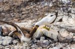 Nazca Booby In Galapagos Stock Photo