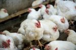 Sick Chicken Or Sad Chicken In Farm,epidemic, Bird Flu, Health Problems Stock Photo