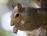 Beautiful Background With A Cute Funny Squirrel Stock Photo