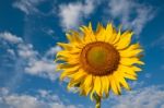 Beautiful Sunflower Stock Photo