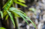 Rain Drop On Bamboo Leaves Stock Photo