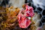 Golden Brown Chicken Stock Photo