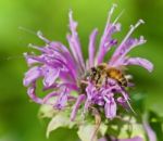 Picture With A Honeybee Sitting On Flowers Stock Photo