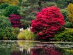 Acer Tree Leaves Changing Colour In Autumn Stock Photo