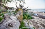 Knotty Driftwood On The Beach Stock Photo