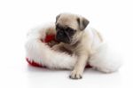 Puppy Sitting On Christmas Hat Stock Photo