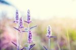 Vintage Style Close Up Soft Focus  little Pink Flowers Background Stock Photo