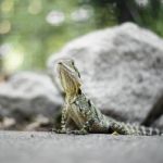 Water Dragon Outside During The Day Stock Photo