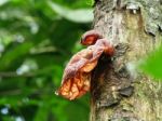 Fungi Stock Photo