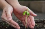 Human Lady Hands Protect The Tamarind Sprout Stock Photo