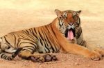 Bengal Tiger Stock Photo