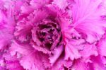 Purple Ornamental Cabbage Close Up Stock Photo