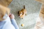 Beautiful Young Woman With Dog Playing At Home Stock Photo