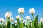 Colorful Tulips, Tulips In Spring Stock Photo