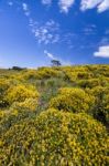 Algarve Countryside Hills With Yellow Bushes In Spring Stock Photo