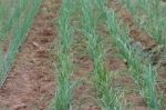 Plantation Of Onions In Greenhouse Organic Garden Stock Photo