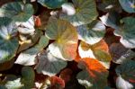 Orange And Green Autumn Leaves In Garden Stock Photo