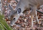 Picture With A Deer Eating Something Stock Photo