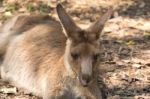 Kangaroo Outside Stock Photo