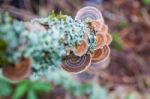 Mushroom Stock Photo