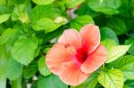 Hibiscus Stock Photo