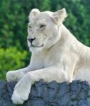 Picture With A White Lion Looking Aside In A Field Stock Photo