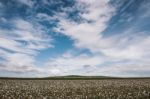 Cotton Field In The Countryside Stock Photo