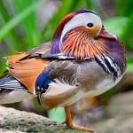 Mandarin Duck Stock Photo