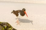 American Oystercatcher, Haematopus Palliatus,  Looking For Food Stock Photo