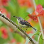 Juvenile Male Black-throated Sunbird Stock Photo