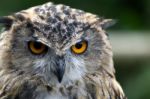 Eurasian Eagle-owl (bubo Bubo) Stock Photo