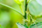 Jeweled Flower Mantis Or Indian Flower Mantis Stock Photo