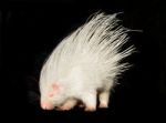 Albino Porcupine Isolated Stock Photo