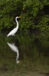 Great Egret Stock Photo