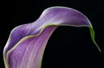 Cala Lily Stock Photo