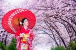 Asian Woman Wearing Japanese Traditional Kimono And Cherry Blossom In Spring, Japan Stock Photo