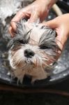 Face Of The Dog While In The Bath Stock Photo