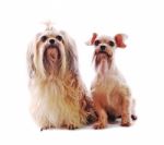 Shih Tzu Dog Stock Photo