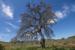 Lonely Dead Tree Stock Photo