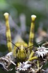 Egyptian Grasshopper (anacridium Aegyptium) Stock Photo