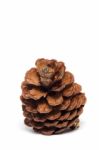 Pine Cone Stock Photo